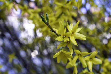 Foto de Hermosas flores de magnolia amarillas de primavera en una rama de árbol, con enfoque selectivo. - Imagen libre de derechos
