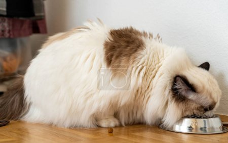 Photo for Young adult fluffy white purebred Ragdoll cat, enjoying her food at home. - Royalty Free Image
