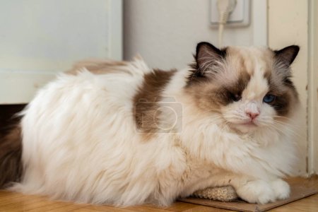 Téléchargez les photos : Un chat poupée de race blanche gonflée aux yeux bleus, couché sur le sol regardant quelque part. - en image libre de droit