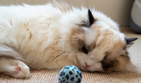 Photo for Close-up face of young adult fluffy white purebred Ragdoll cat, sleeping while lying on the floor. - Royalty Free Image