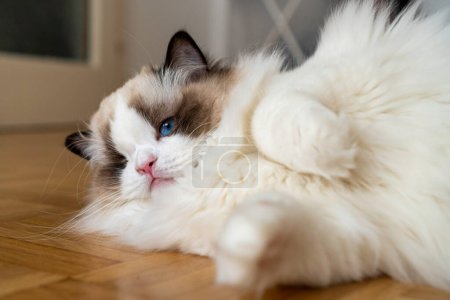 Photo for Close-up face of one eyed fluffy white purebred Ragdoll cat with blue eyes, lying on the floor looking somewhere. - Royalty Free Image
