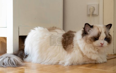 Photo for One eyed fluffy white purebred Ragdoll cat with blue eyes, lying on the floor looking somewhere. - Royalty Free Image