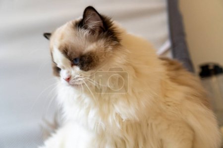 Photo for One eyed fluffy white purebred Ragdoll cat with blue eyes, sitting on the floor looking somewhere. - Royalty Free Image
