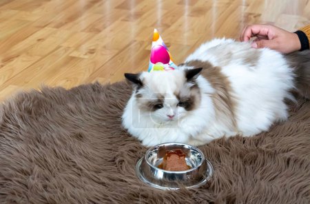 Photo for One eyed fluffy white purebred Ragdoll cat, looking at her birthday treat. - Royalty Free Image