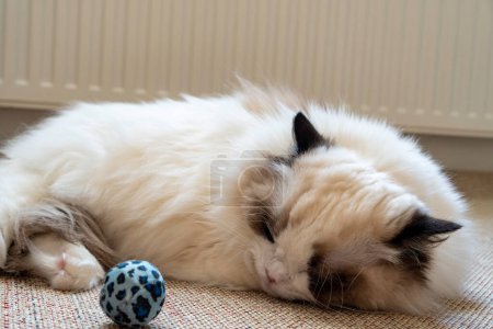Photo for Young adult fluffy white purebred Ragdoll cat, sleeping while lying on the floor. - Royalty Free Image