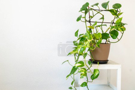 Photo for Houseplant of Golden pothos or Devil's ivy plant or Sirih Gading (Epipremnum aurum) in plastic flowerpot. Marble pattern with green, yellow gradation color. Home interior. - Royalty Free Image