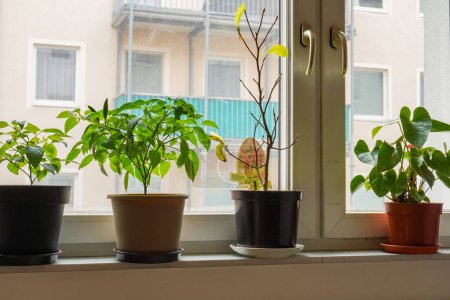 Foto de Varias plantas de interior en la ventana. Jardinería del hogar, vegetación, diseño de interiores con plantas, concepto de hobby. - Imagen libre de derechos