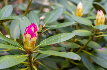 Foto de Hermoso capullo rosado de Rhododendron. Enfoque selectivo. Fondo floral y fondo de pantalla. - Imagen libre de derechos