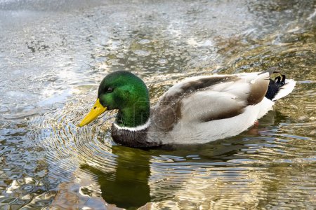 Foto de Un pato Mallard nada a través de aguas heladas de invierno en un estanque del parque. Vista lateral, primer plano. - Imagen libre de derechos