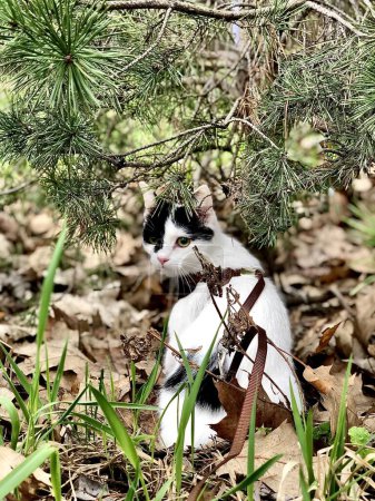 Foto de Gato en la hierba gatos ojos - Imagen libre de derechos