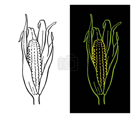 Ilustración de Dos ilustraciones de maíz en la mazorca - Imagen libre de derechos