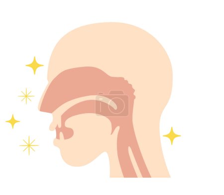 Foto de Ilustración de la cavidad nasal y la anatomía faríngea desde la vista lateral - Imagen libre de derechos