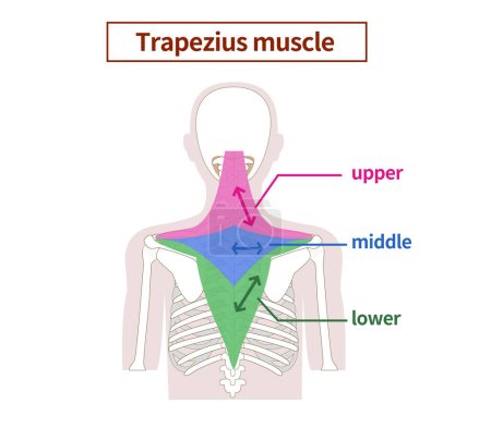 Illustration of the anatomy of the Trapezius muscle