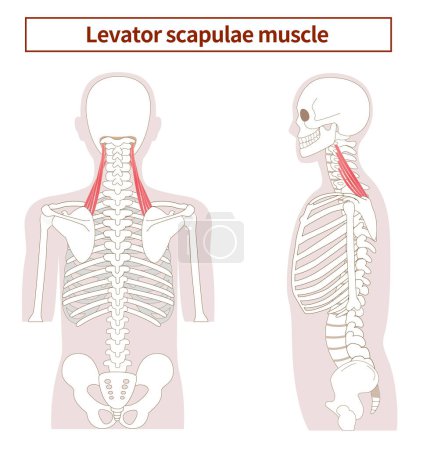 Illustration for Illustration of the anatomy of the levator scapulae muscle from tthe side and back - Royalty Free Image
