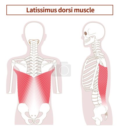Téléchargez les illustrations : Illustration de l'anatomie du muscle Latissimus dorsi du côté et du dos - en licence libre de droit