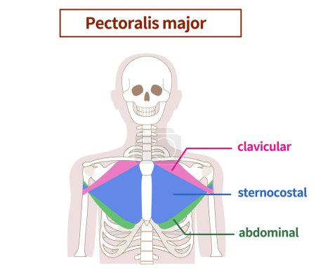 Illustration for Illustration of the anatomy of the pectoralis major muscle - Royalty Free Image