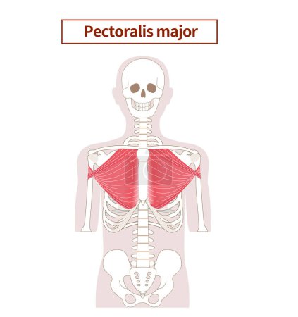 Illustration for Illustration of the anatomy of the pectoralis major muscle - Royalty Free Image