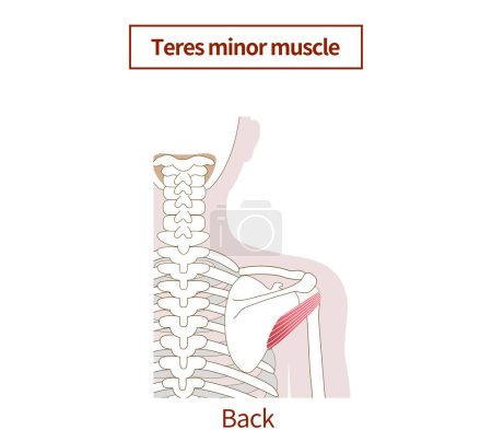 Illustration of the anatomy of the teres minor muscle Rotator Cuff