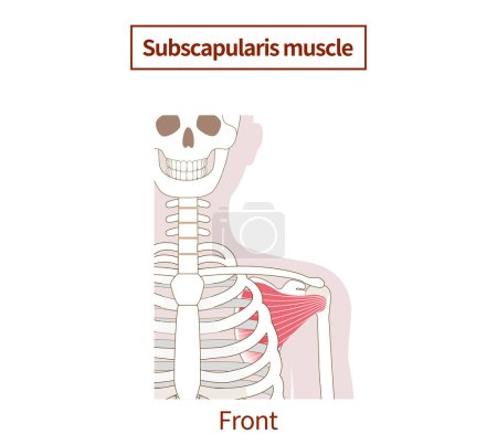 Illustration der Anatomie des Subscapularis-Muskels Rotator Cuff