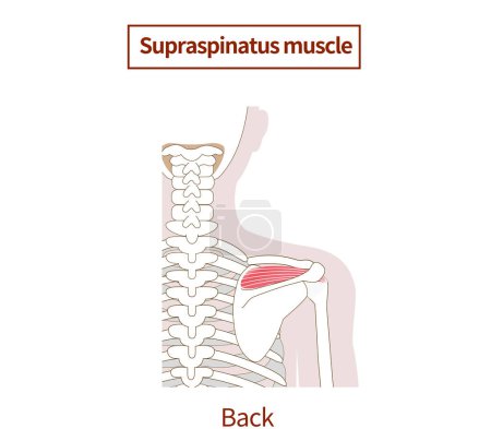 Illustration of the anatomy of the Rotator Cuff supraspinatus muscle