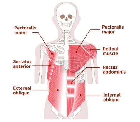 Ilustración de Músculos grandes en el abdomen, el pecho y los hombros Músculos externos e internos - Imagen libre de derechos