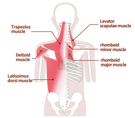 Ilustración de Músculos grandes en la parte posterior del cuerpo humano Músculos externos e internos - Imagen libre de derechos