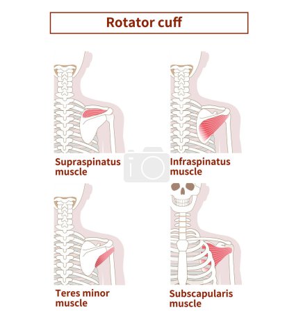 Ilustración de la anatomía del manguito rotador
