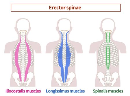 Illustration for Illustration of the anatomy of the erector spinae muscle - Royalty Free Image