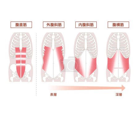 Ilustración de Anatomía del conjunto de ilustración muscular del grupo muscular abdominal - Imagen libre de derechos