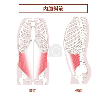 Illustration for Abdominal muscle groups Illustrative illustrations of the internal abdominal oblique muscles Lateral and frontal views - Royalty Free Image