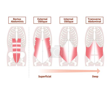 Ilustración de Anatomía del conjunto de ilustración muscular del grupo muscular abdominal - Imagen libre de derechos