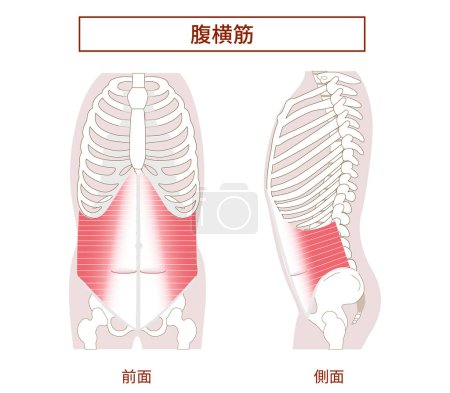 Illustration for Transversus abdominis Muscle Illustration of abdominal muscle group Side view and front view - Royalty Free Image