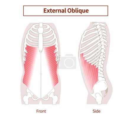 Illustration for Abdominal muscle group Illustration of the external oblique abdominal muscles Lateral and frontal views - Royalty Free Image