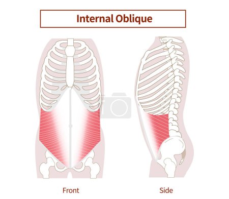 Illustration for Abdominal muscle groups Illustrative illustrations of the internal abdominal oblique muscles Lateral and frontal views - Royalty Free Image