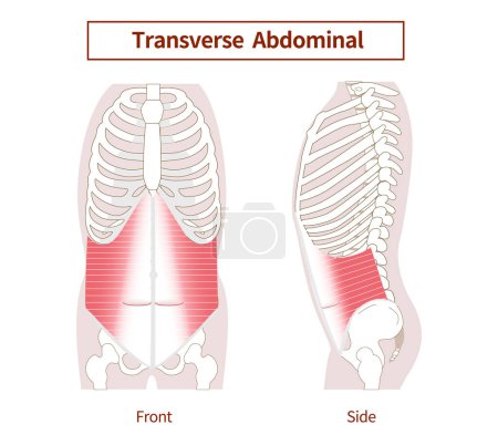 Transversus abdominis Muscle Illustration of abdominal muscle group Side view and front view