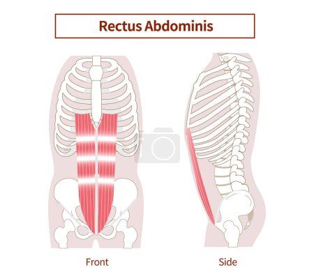 Illustration for Rectus Abdominis Muscles Illustration of Abdominal Muscle Groups Lateral and Frontal Views - Royalty Free Image