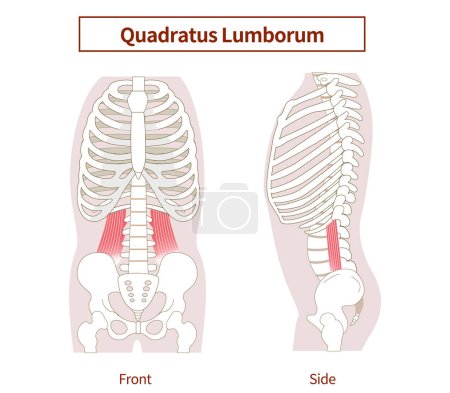 Illustration of the quadratus lumborum muscle in lateral and frontal views