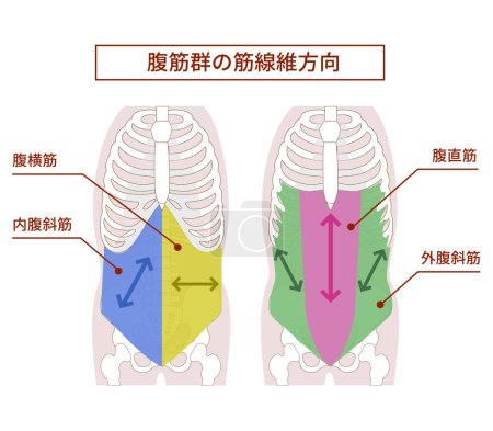 Ilustración de Ilustración que ilustra la dirección de las fibras musculares en el grupo muscular abdominal - Imagen libre de derechos