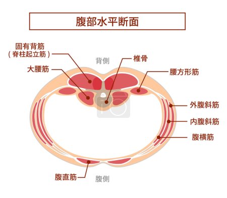 Ilustración de Ilustración de la vista transversal abdominal Posiciones superpuestas de los grupos musculares abdominales - Imagen libre de derechos