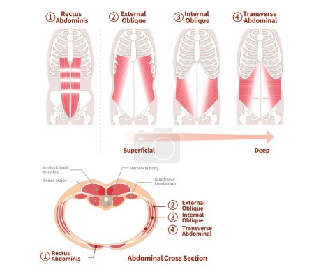 Illustration of positional structure and overlap of abdominal muscle groups Illustration Frontal and cross-sectional views