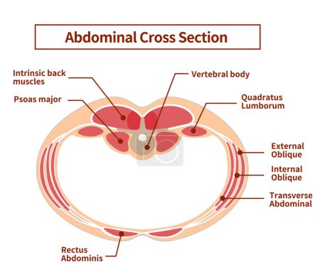 Ilustración de Ilustración de la vista transversal abdominal Posiciones superpuestas de los grupos musculares abdominales - Imagen libre de derechos
