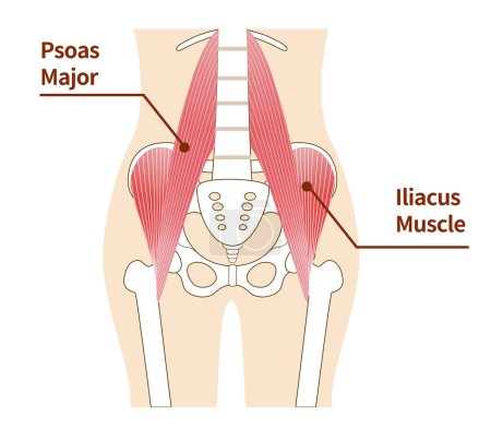 Illustration for Illustration of psoas major and iliopsoas muscles of the abdomen - Royalty Free Image