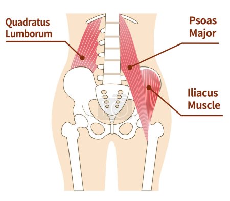 Illustration for Illustration of psoas major and iliopsoas muscles of the abdomen - Royalty Free Image
