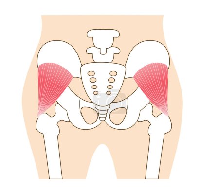 Illustration for Main gluteal muscles of the buttocks: small gluteus muscl - Royalty Free Image