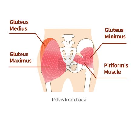 Músculos glúteos principales de las nalgas: glúteo medio grande, glúteo medio músculo, glúteo musculoso pequeño