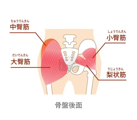 Illustration for Main gluteal muscles of the buttocks: large gluteus medius, gluteus medius muscle, small gluteus muscl - Royalty Free Image