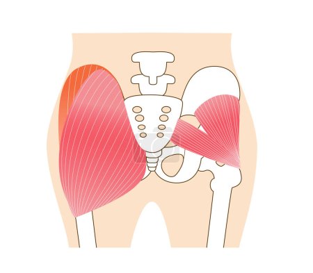 Main gluteal muscles of the buttocks: large gluteus medius, gluteus medius muscle, small gluteus muscl