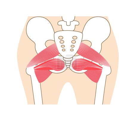 Illustration for Inner muscle illustration of hip external rotation six muscles - Royalty Free Image