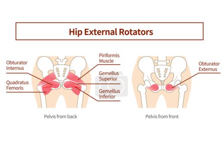 Illustration for Inner muscle illustration of hip external rotation six muscles - Royalty Free Image