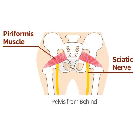 Illustration for Illustration of piriformis and sciatic nerve - Royalty Free Image